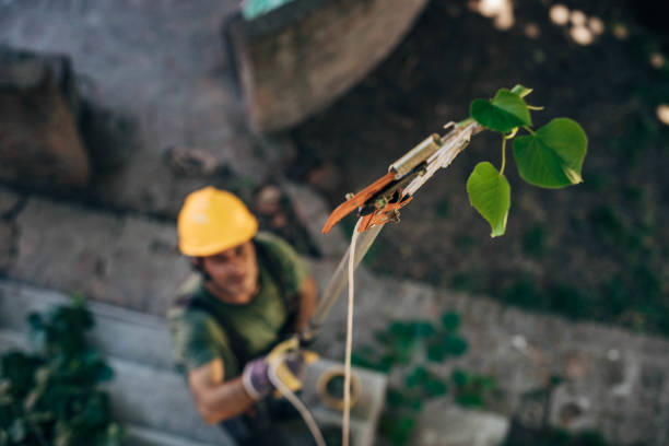 Trusted Brownsville, PA Tree Removal and Landscaping Services Experts